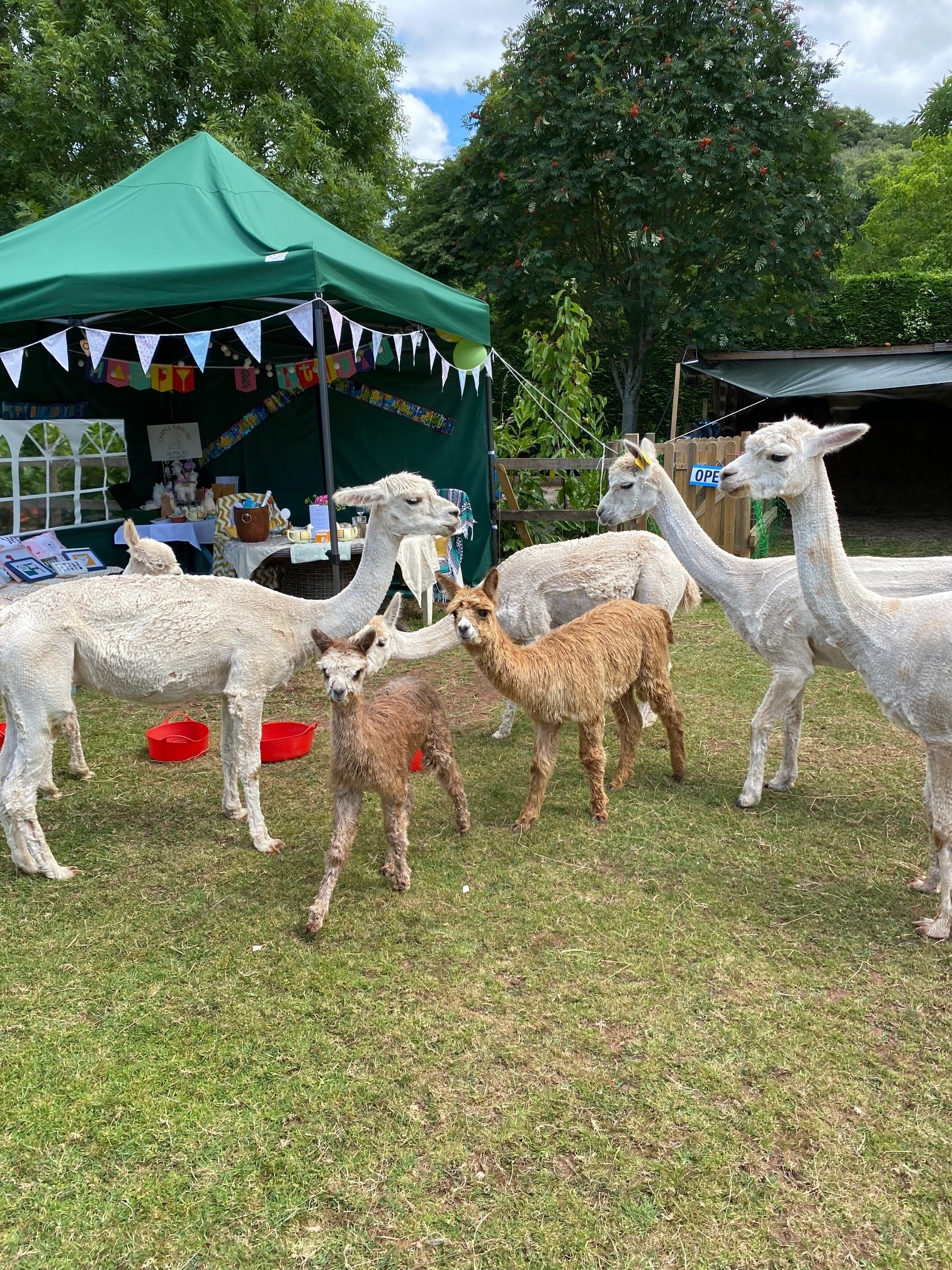 Gallery Chapel Ground Alpacas