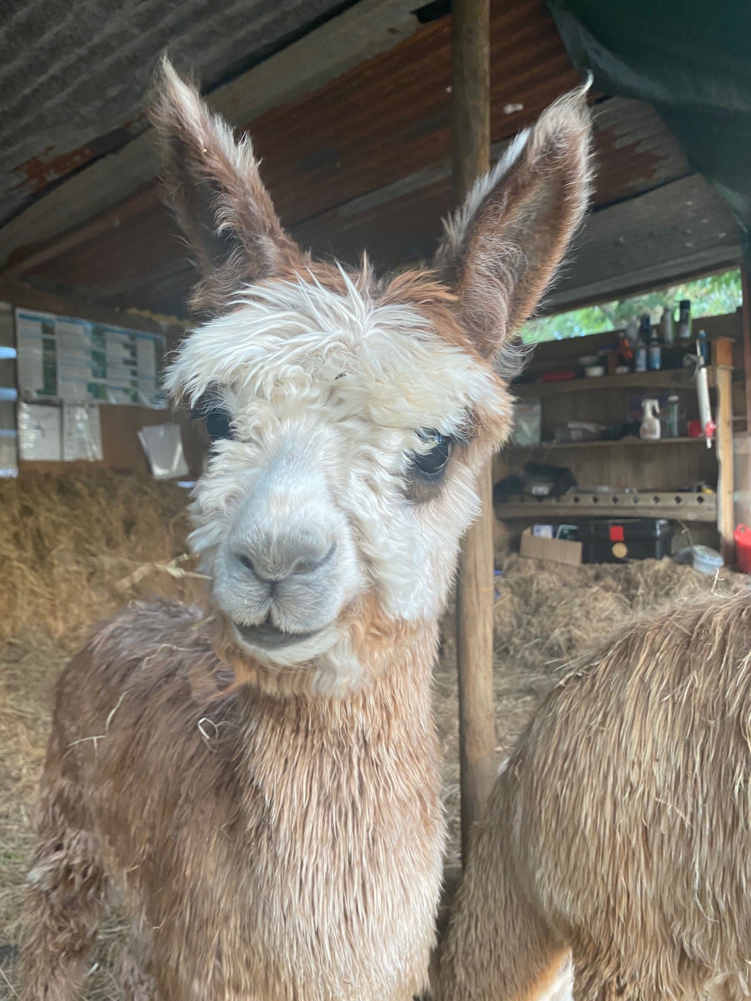 Gallery Chapel Ground Alpacas